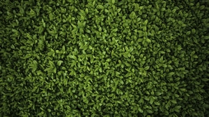 Green, Plants, Leaves, Nature, 4K wallpaper