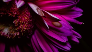 Petals, Flowers, Macro, 4K wallpaper