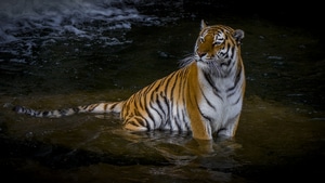 Tiger, Animals, 4K wallpaper