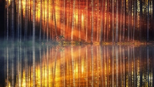 Lake, Forest, Nature, Reflection, 4K wallpaper
