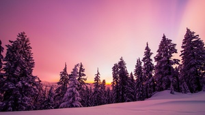 Winter, Forest, Sunset, Pink background, Pink aesthetic, Dusk, Cold, Pine trees, 4K wallpaper