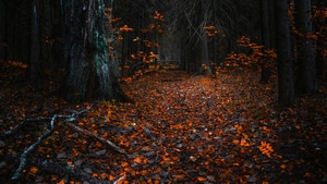 Forest, Leaves, Autumn, Nature, 4K wallpaper