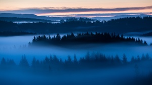 Forest, Sunrise, Fog, Above clouds, Trees, 4K wallpaper