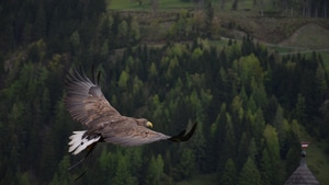 Hawk, Birds, Predator, Eagle, 4K wallpaper