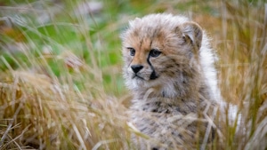 Cheetah, Animals, Cub, 4K wallpaper