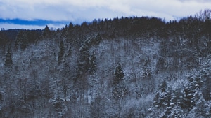 Nature, Forest, Snow, 4K wallpaper