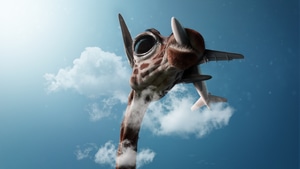 Giraffe, Plane, Photography, 4K wallpaper