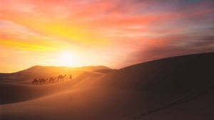 Desert, Camel, Photography, 4K wallpaper