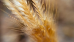 Macro, Flowers, Wheat, 4K wallpaper