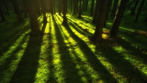 Forest, Trees, Sunbeam, Nature, 4K wallpaper