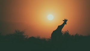 Camel, Animals, Silhouette, 4K wallpaper