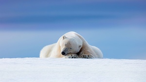 Polar bear, Arctic, 4K wallpaper