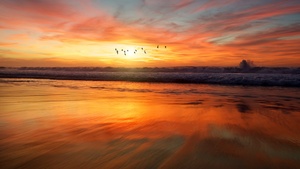 Beach, Sunset, Flying birds, Waves, 4K wallpaper