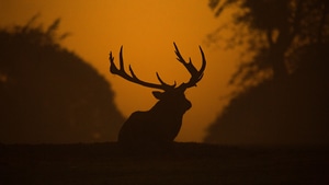 Deer, Animals, Silhouette, 4K wallpaper