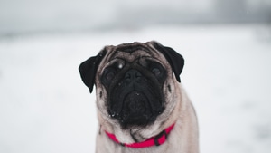 Pug, Dog, Animals, Snow, 4K wallpaper