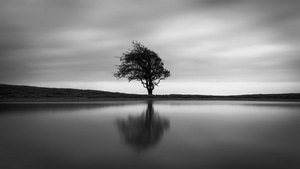 Tree, Nature, Monochrome, Black And White, 4K wallpaper