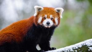 Red Panda, Panda, Animals, Tree, Cute, Branch, Photography, Snow, Winter, 4K wallpaper