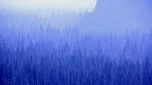 Forest, Trees, Nature, Blue, 4K wallpaper