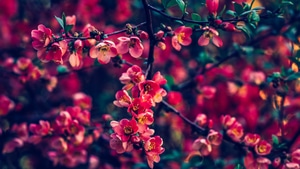 Flowers, 4K wallpaper