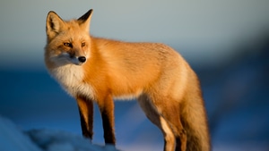 Fox, Animals, 4K wallpaper