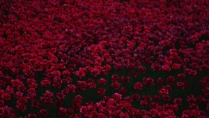 Flowers, Red, 4K wallpaper
