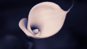 Tulip, Flowers, Macro, Closeup, 4K wallpaper