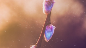 Spring, Nature, Photography, 4K wallpaper