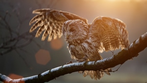 Owl, Birds, 4K wallpaper