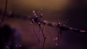 Plants, Bokeh Effect, Macro, Nature, 4K wallpaper