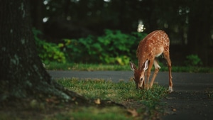 Deer, Animals, Photography, 4K wallpaper
