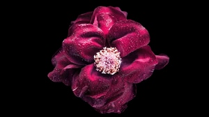 Flowers, Purple, Oled, Dark, 4K wallpaper