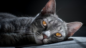 Cat, Animals, 4K wallpaper