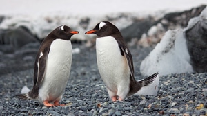 Penguins, Animals, 4K wallpaper