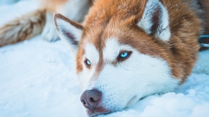 Siberian Husky, Animals, Dog, 4K wallpaper