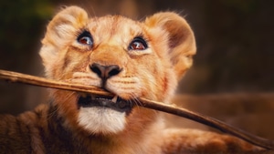 Lion, Animals, 4K wallpaper