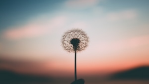 Dandelion, Plant, Flowers, Nature, 4K wallpaper
