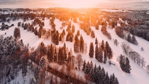 Forest, Trees, Morning, Nature, Pine, Snow, Sunbeam, 4K wallpaper
