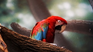 Macaw, Parrot, Birds, 4K wallpaper