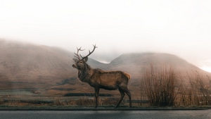 Reindeer, Animals, Photography, 4K wallpaper
