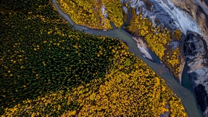 Nature, Forest, Aerial, Trees, Photography, 4K wallpaper