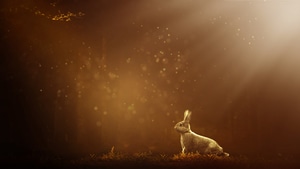 Rabbit, Animals, , 12k, 4K wallpaper