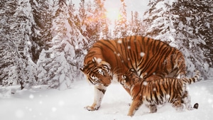 Tiger, Animals, Cub, Winter, Snow, 4K wallpaper