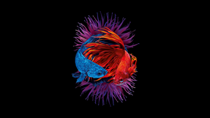 Betta fishes, Underwater, AMOLED, Black background, 4K wallpaper