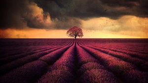 Lavender farm, Lone tree, Lavender fields, Cloudy, 4K wallpaper
