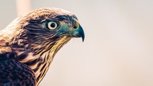 Falcon, Birds, Eagle, 4K wallpaper