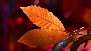 Autumn, Leaf, Nature, Photography, 4K wallpaper