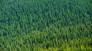 Aerial, Tress, Forest, Photography, 4K wallpaper