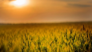 Field, Sunset, Grass, Nature, Photography, 4K wallpaper