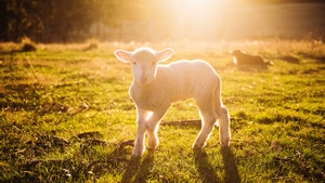 Sheep, Animals, Photography, 4K wallpaper