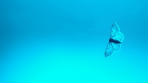 Butterfly, Animals, 4K wallpaper